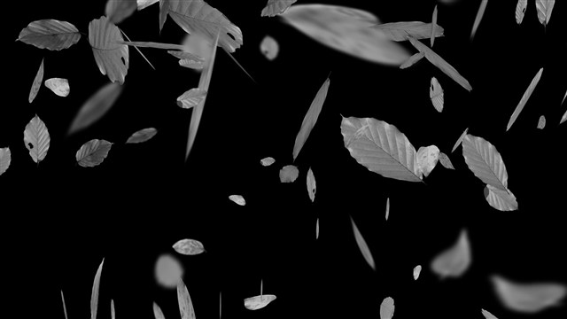 Leaves