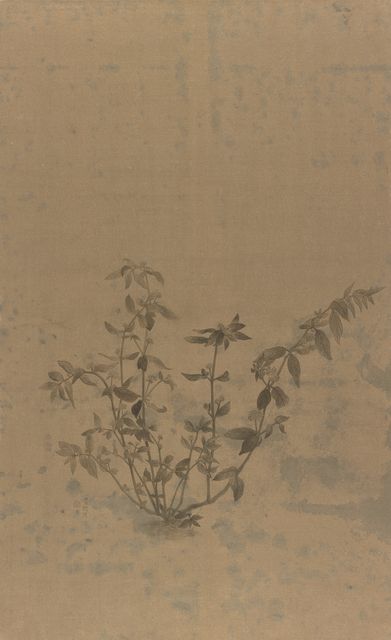 盛夏的野草