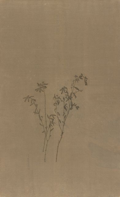 盛夏的野草