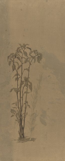 盛夏的野草
