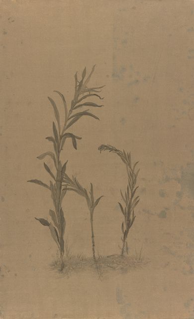 盛夏的野草