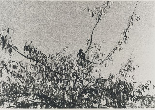 吾境：樹上鳥