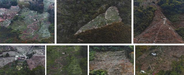 森林駭客