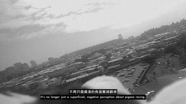 軍鴿
