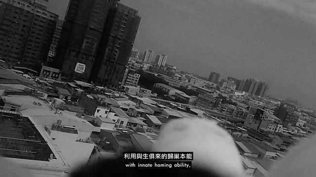 軍鴿