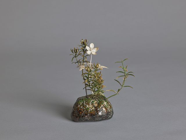 野地一視—銀蓮花