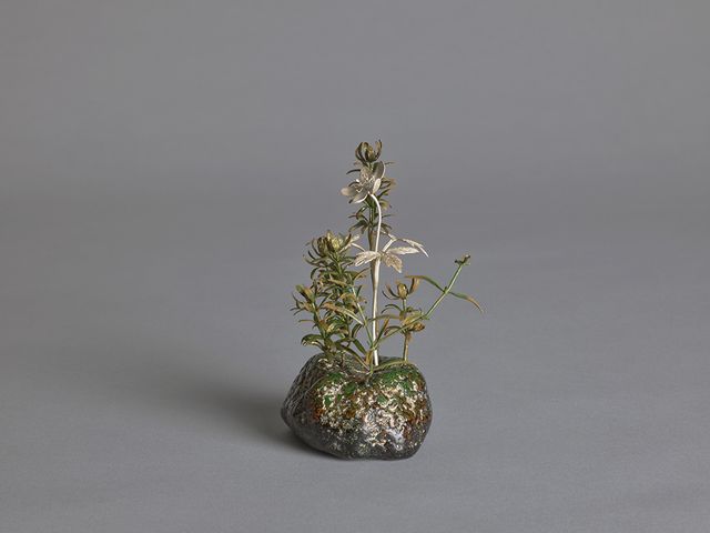 野地一視—銀蓮花