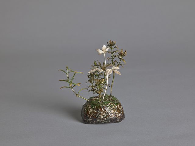 野地一視—銀蓮花
