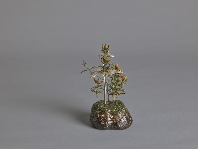 野地一視—銀蓮花