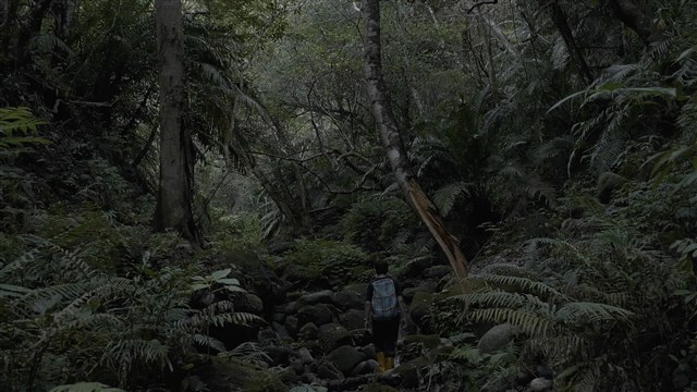 檳榔屋、山蘇床、與蝸牛陷阱