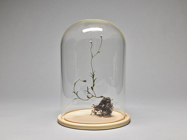 野生植物像─細葉蘭花參