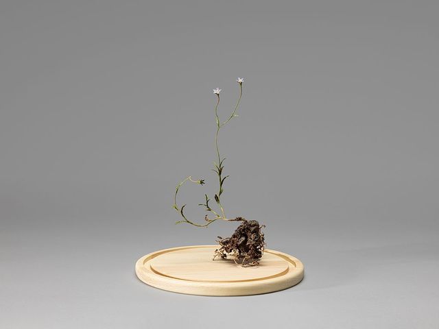 野生植物像─細葉蘭花參