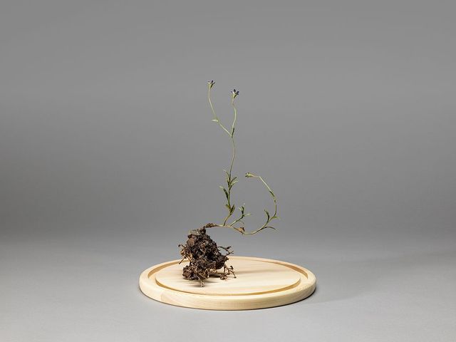 野生植物像─細葉蘭花參