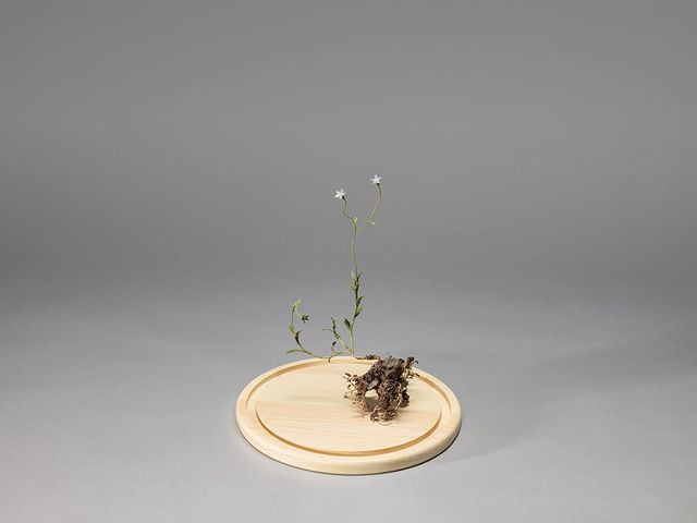 野生植物像─細葉蘭花參