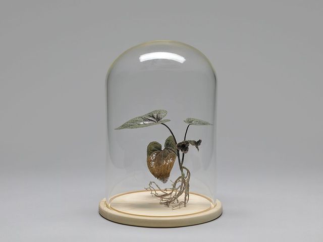 野生植物像─大花細辛