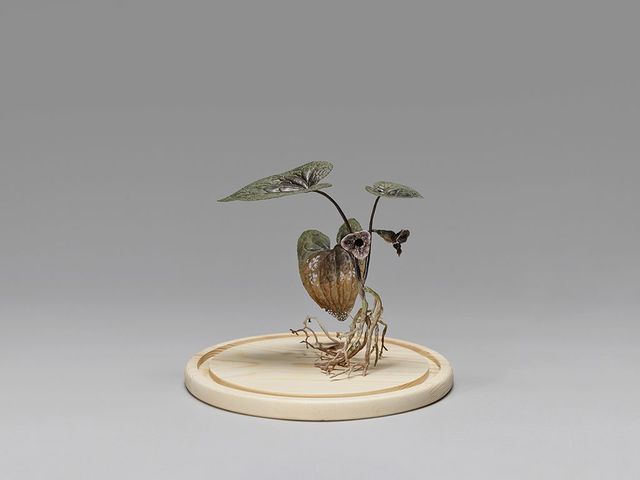 野生植物像─大花細辛