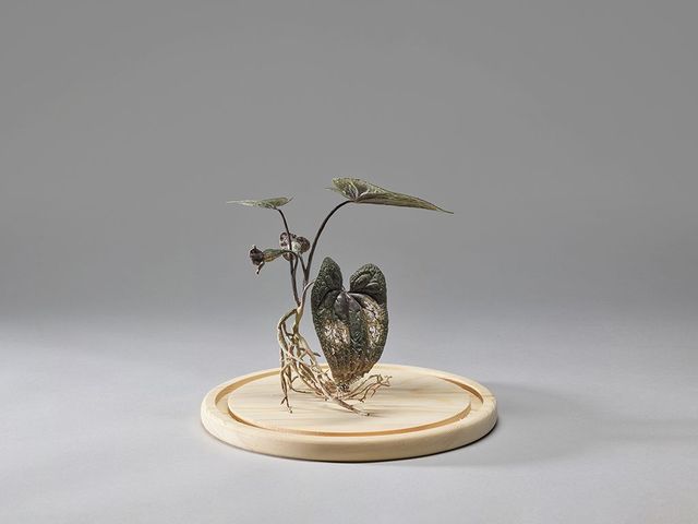 野生植物像─大花細辛